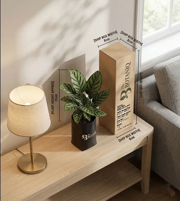 Calathea_Peacock___Plant