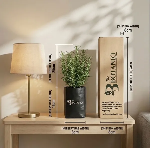 Rosemary_-_Leo_Plant