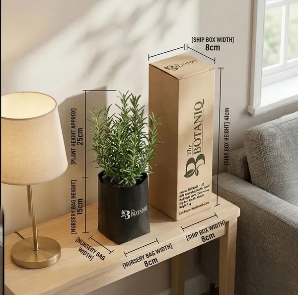 Rosemary_-_Leo_Plant