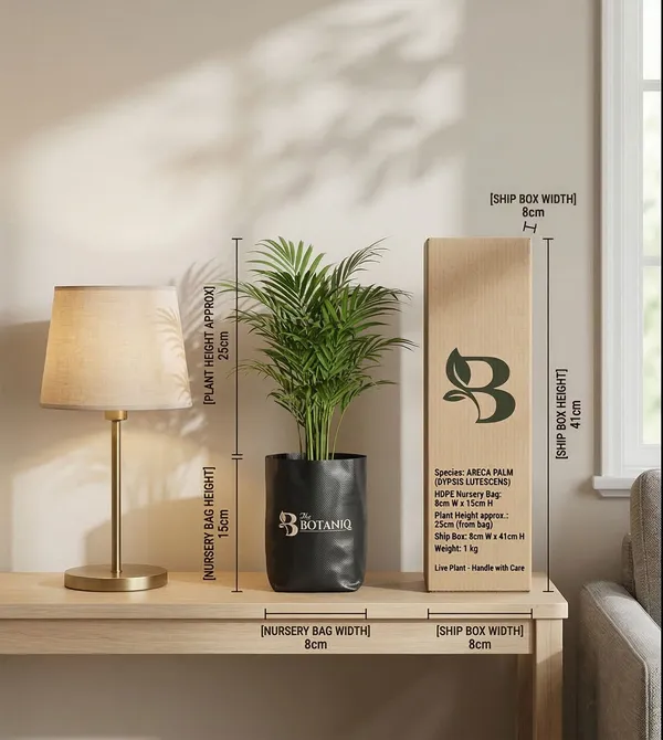 Areca_Palm_Dypsis_Lutescens_Plant