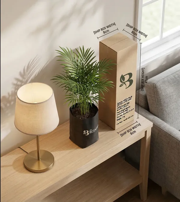 Areca_Palm_Dypsis_Lutescens_Plant