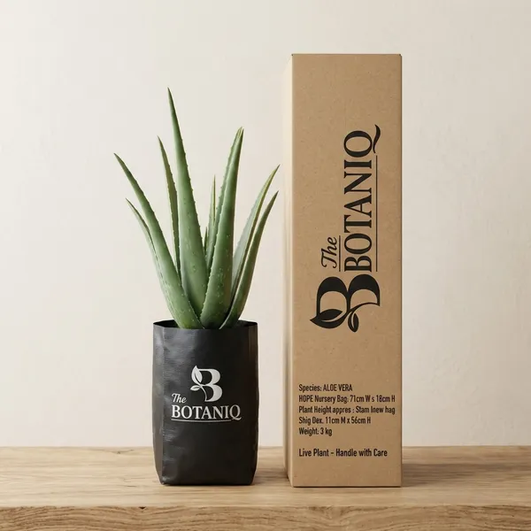Aloe_Vera