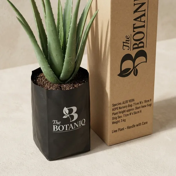 Aloe_Vera