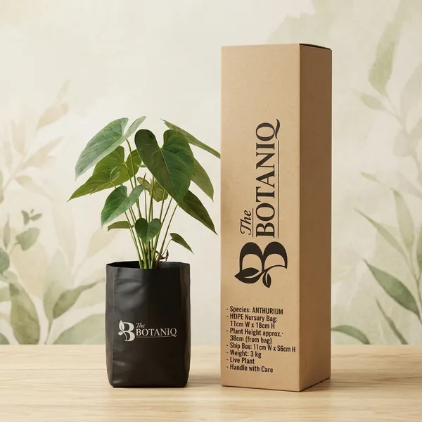 Anthurium