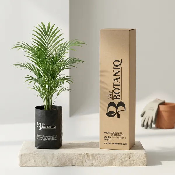Areca_Palm_(Supari_Pana)