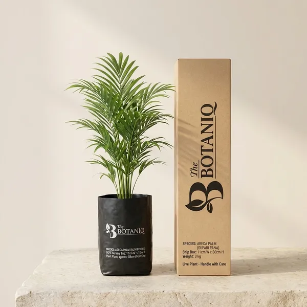Areca_Palm_(Supari_Pana)