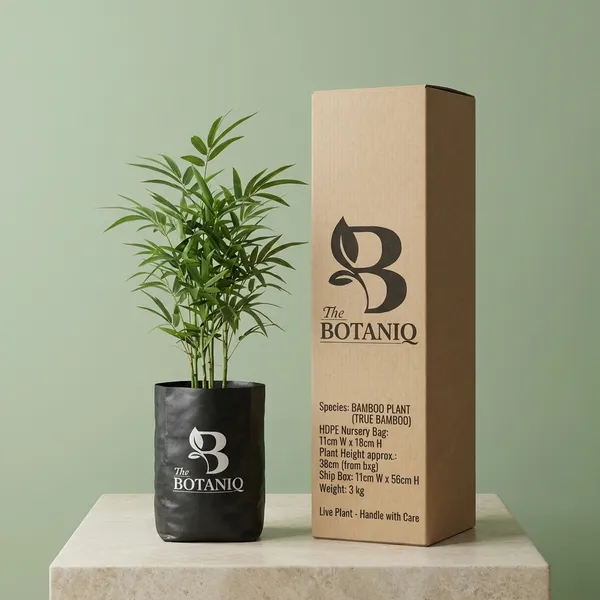 Bamboo_Plant_(True_Bamboo)