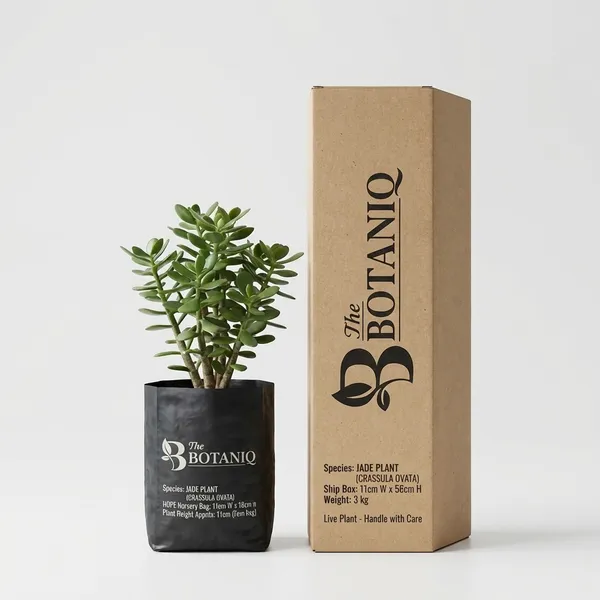 Jade_Plant_(Crassula_Ovata)