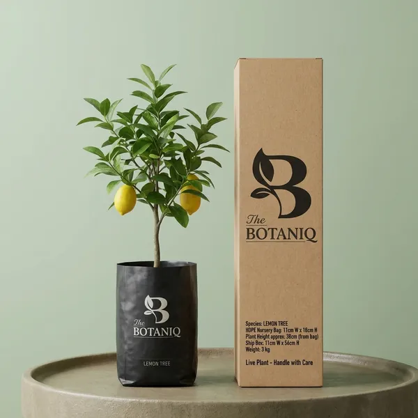 Lemon_Tree