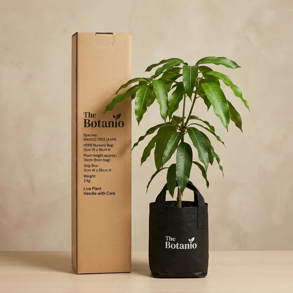 Mango_Tree_(Aam)