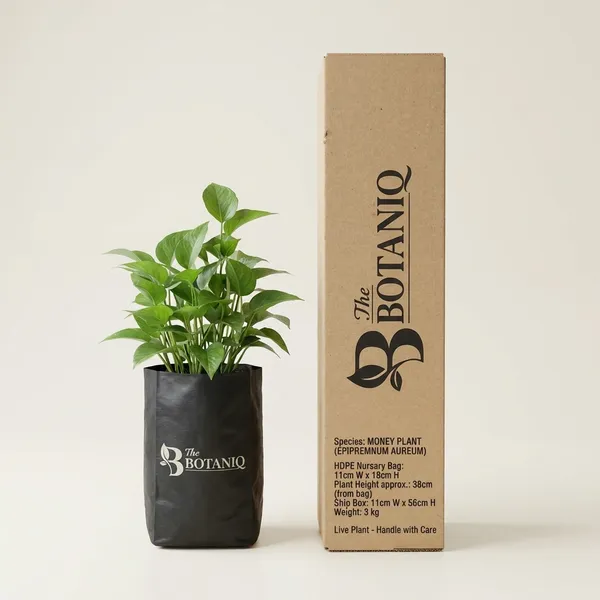 Money_Plant_(Epipremnum_Aureum)