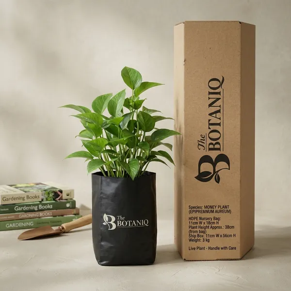Money_Plant_(Epipremnum_Aureum)