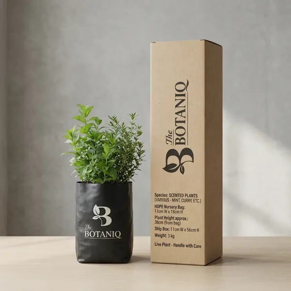 Scented_Plants_(Various_-_Mint,_Curry,_Etc.)