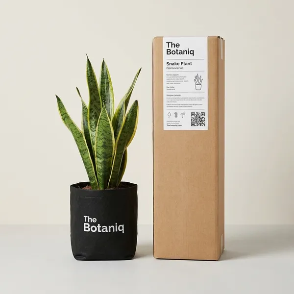 Snake_Plant_(Mother-In-Law'S_Tongue)