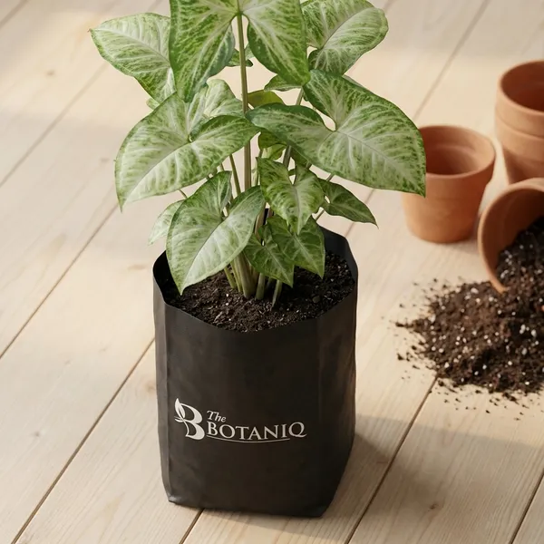 Syngonium_(Arrowhead_Plant)