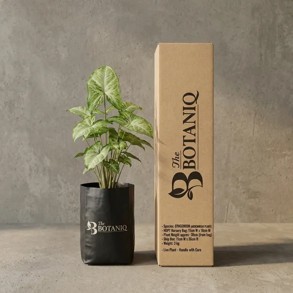 Syngonium_(Arrowhead_Plant)