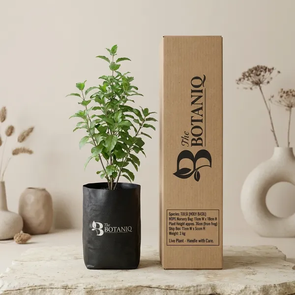 Tulsi_(Holy_Basil)