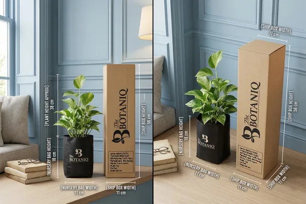 Manjula_Pothos_(Variegated_Money_Plant)