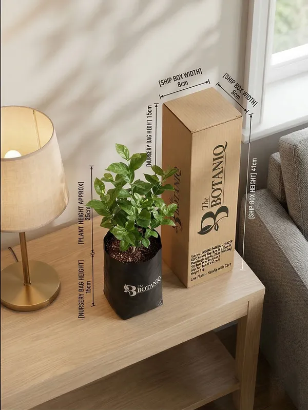 Jasmine_Mogra_-_Cancer_Plant