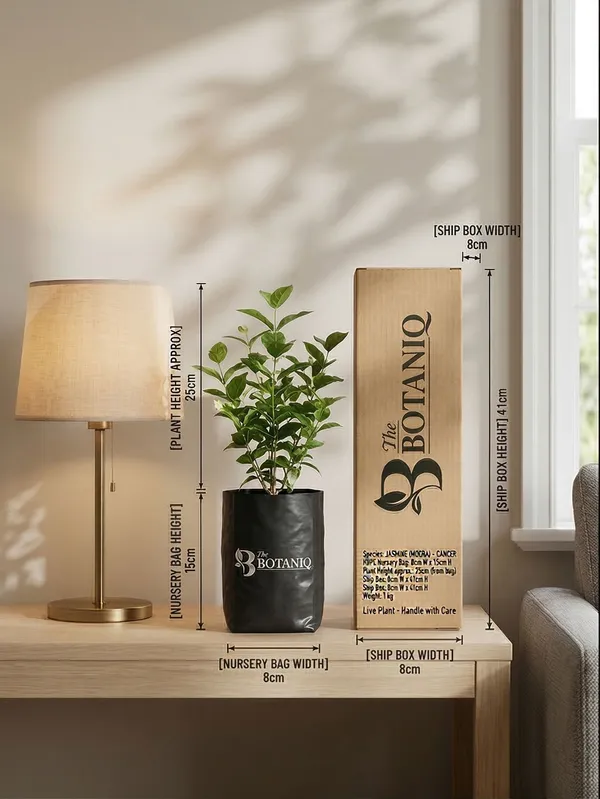 Jasmine_Mogra_-_Cancer_Plant