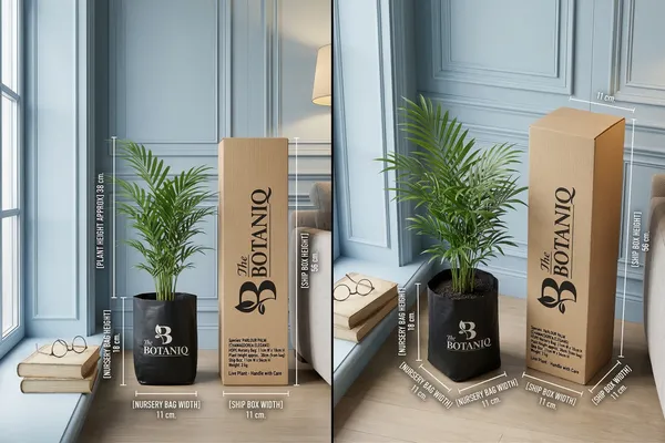 Parlour_Palm_(Chamaedorea_Elegans)