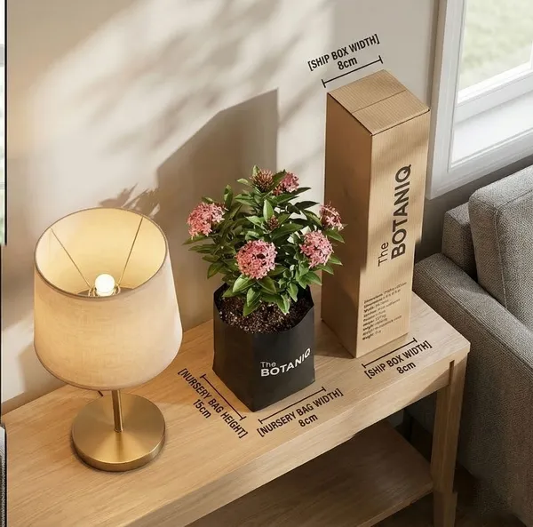 Pink_Ixora_Plant