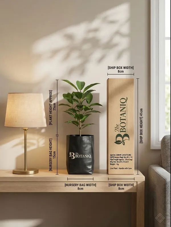 Jamun_Java_Plum_Plant