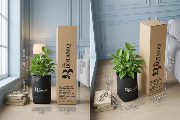 Money_Plant_(Epipremnum_Aureum)