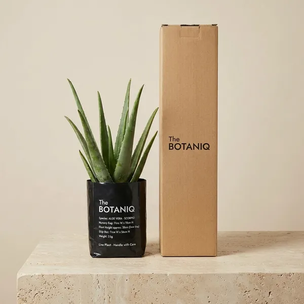 Aloe_Vera_-_Scorpio