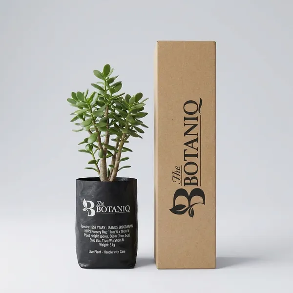 Banyan_(Dwarf_Ficus)_-_Sagittarius_(Dhanu)