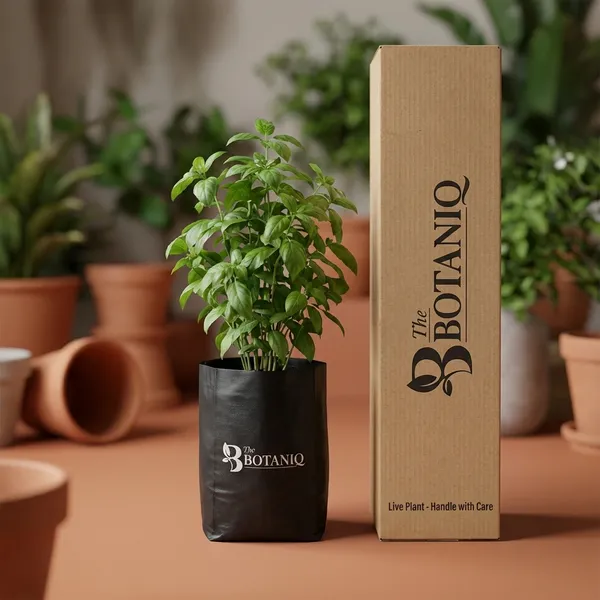Basil_-_Scorpio