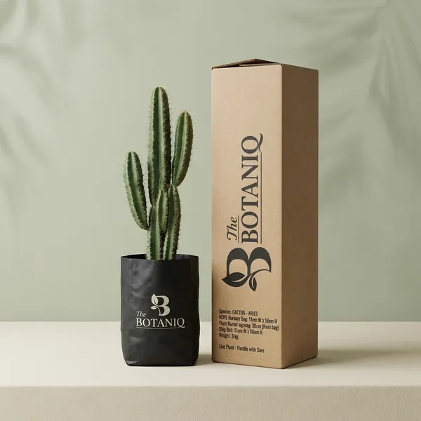 Cactus_-_Aries