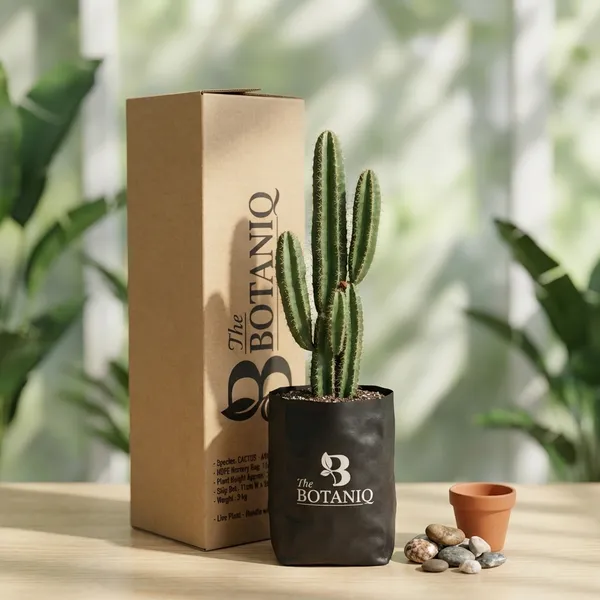 Cactus_-_Aries
