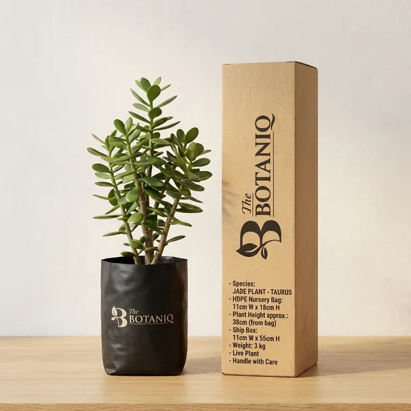 Jade_Plant_-_Taurus