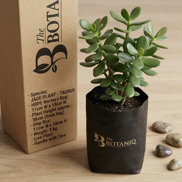 Jade_Plant_-_Taurus