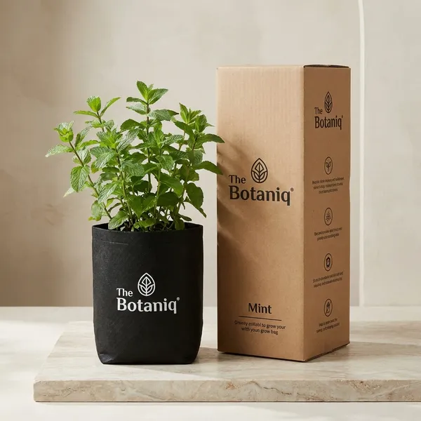Mint_-_Basil_-_Gemini