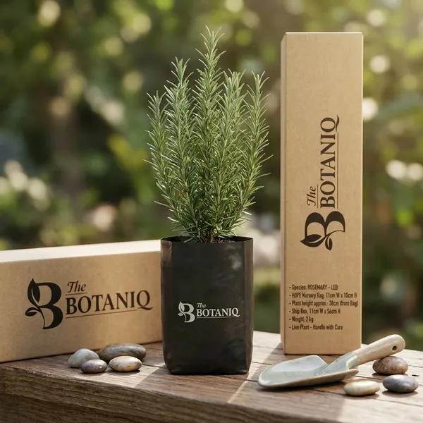 Rosemary_-_Leo