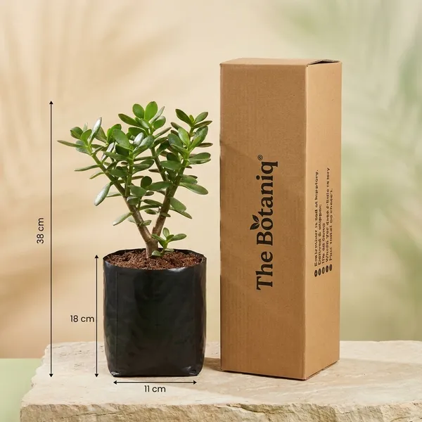 Rubber_Plant_-_Capricorn_(Makara)