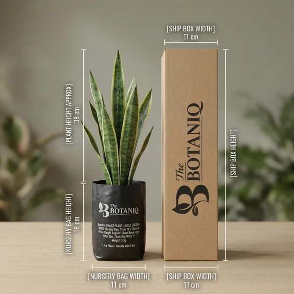 Snake_Plant_-_Aries_(Mesha)