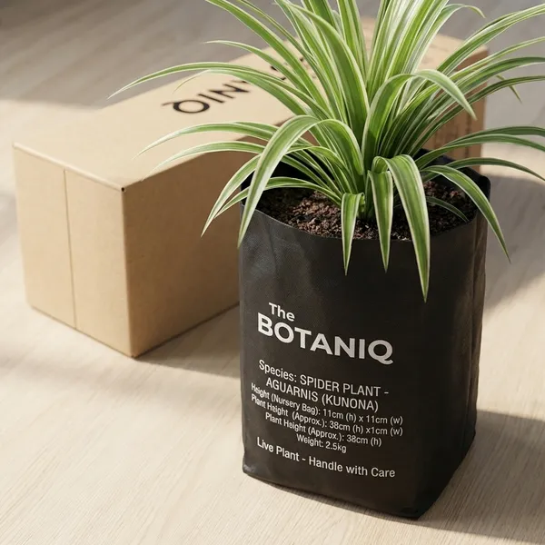 Spider_Plant_-_Aquarius_(Kumbha)