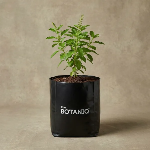 Tulsi_(Holy_Basil)_-_Aries
