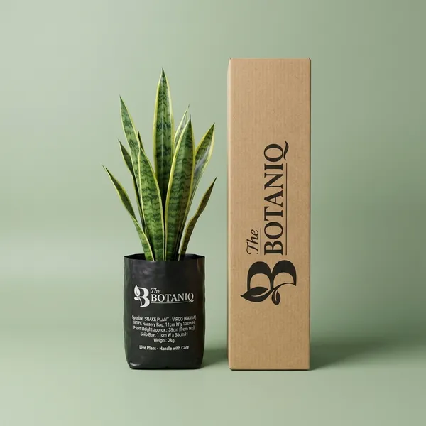 Tulsi_(Holy_Basil)_-_Virgo_(Kanya)
