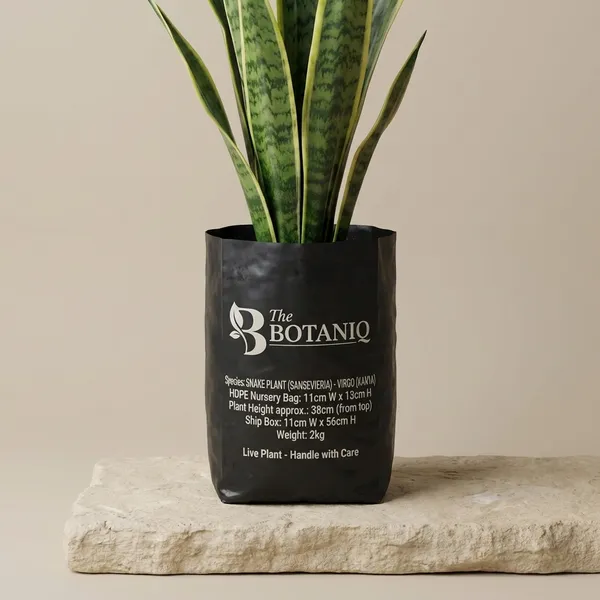Tulsi_(Holy_Basil)_-_Virgo_(Kanya)