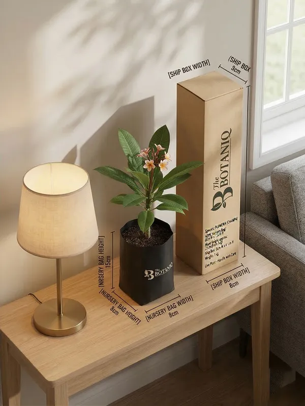 Plumeria_Champa_Plant