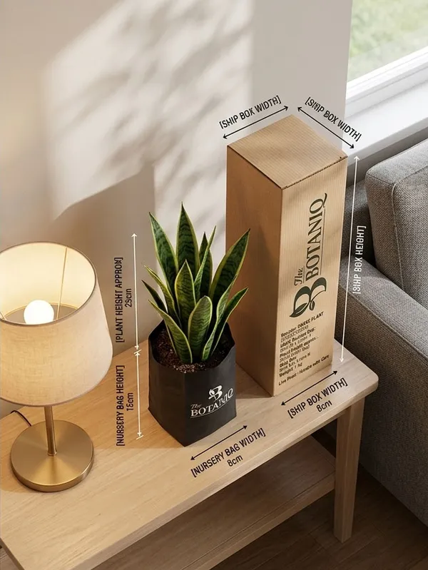 Snake___Sansevieria_Plant