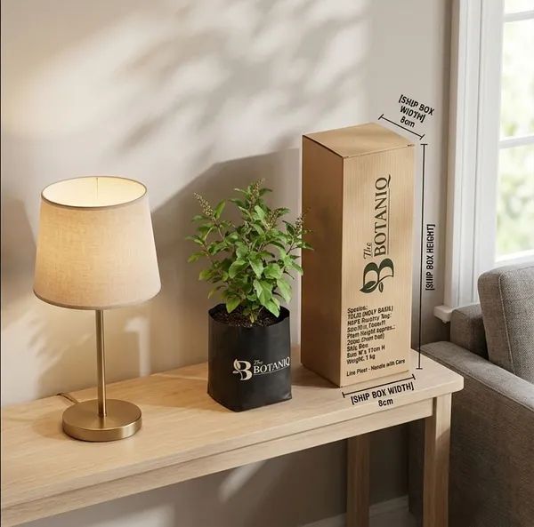 Tulsi_Holy_Basil_Plant