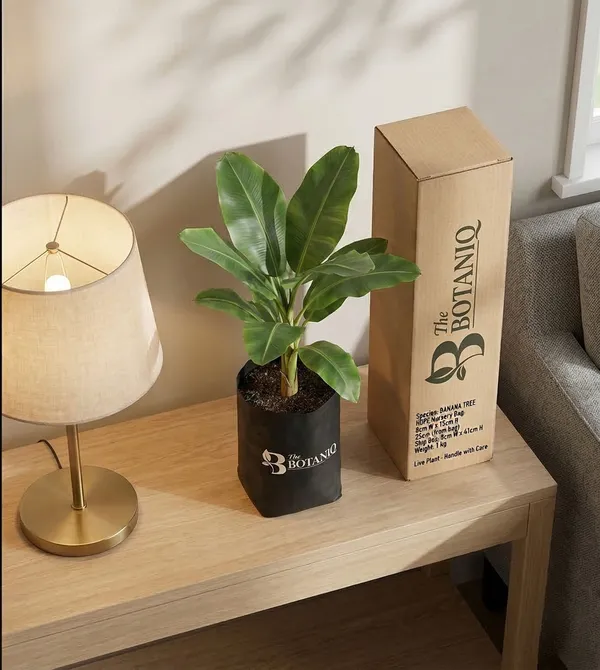 Banana_Tree_Plant