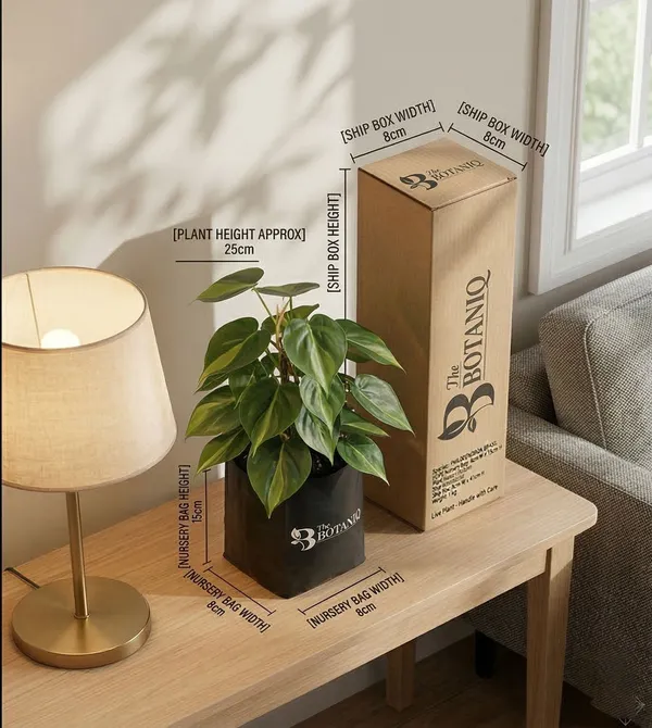 Philodendron_Brasil_Plant