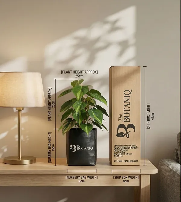 Philodendron_Brasil_Plant