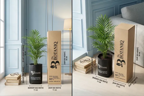Areca_Palm_(Supari_Pana)